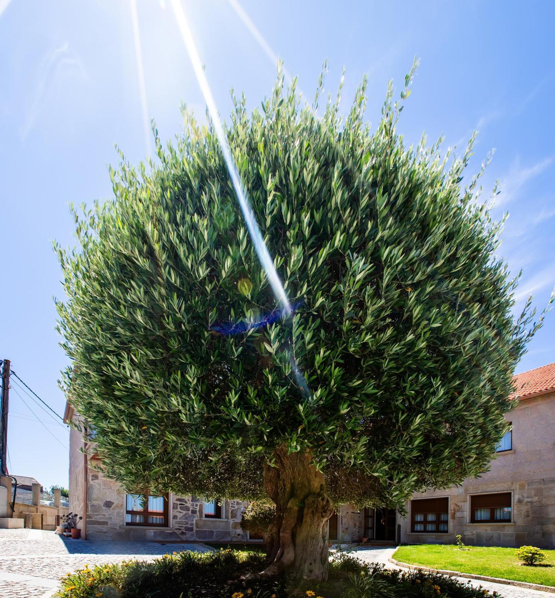 Apartamentos Turísticos Eira Do Mar Aios Exterior foto